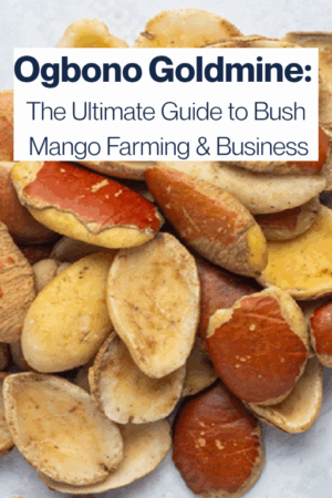 Ogbono farming Business Ebook